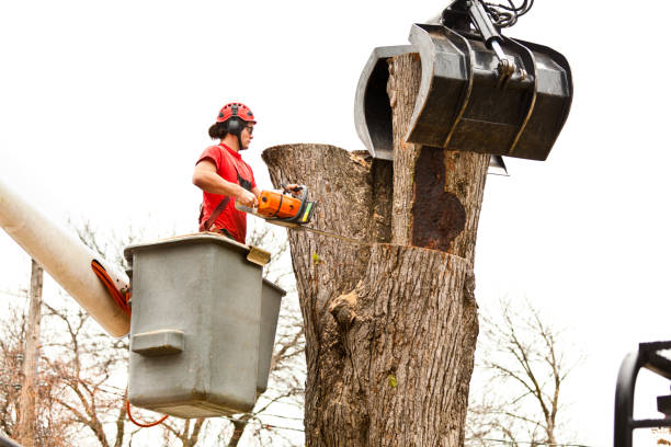 Russellville, KY Tree Services Company